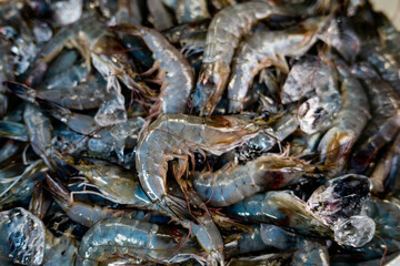 Fresh seafood prawns for sale in Sriracha seafood market, Thailand