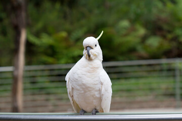 white parrot in australia