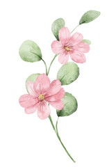 Fototapeta na wymiar Flower, branch with flowers, watercolor hand drawn. Floral botanical digital Illustration 