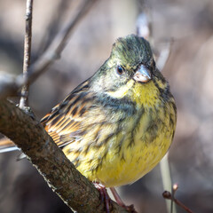 野鳥、アオジです