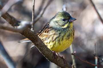 野鳥、アオジです