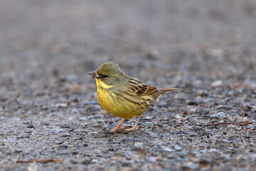 野鳥、アオジです
