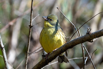 野鳥、アオジです