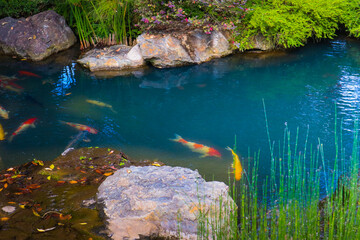 Koi fish in the pond.