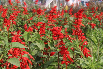 red colored scarlet sage flower on farm