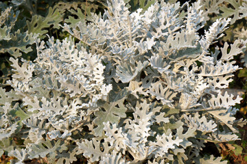 Dusty Miller Plant. or Cineraria Maritima Beautiful white leaf in the garden. 