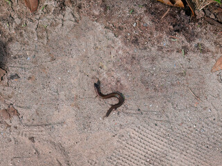 Western three toed skink, chalcides striatus, a kind of worm, snake, lizard with tiny legs, striped blind snake, slow worm, elongated lizard, harmless