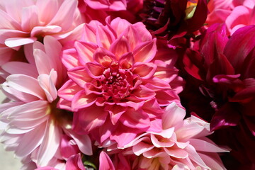 Bright pink and pale pink dahlia flowers. Floral background and concept