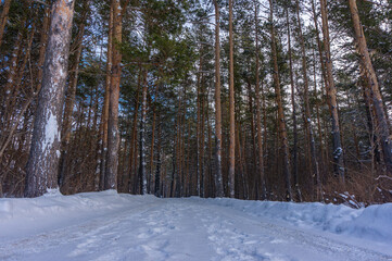 Winter road through the pine forest