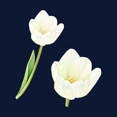 Two beautiful watercolor white tulips on the black background