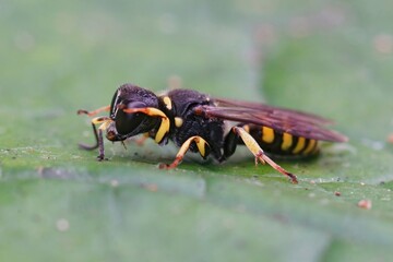 Closeup on a square headed digger wasp, Ectemnius continuus, sitting on a green leaf