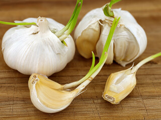 close up of sprouted garlic cloves on wooden cutting board