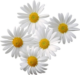 daisies isolated on white background © Miranti