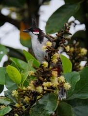 Red Whiskered Bulbul bird perching in natural environment in Mauritius 