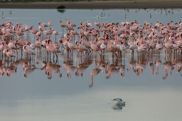 flock of flamingoes reflected in a lake