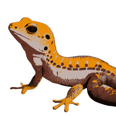 Lizard gecko illustration artwork vector graphic, cute geckos vectorized