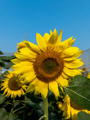 sunflower of blue sky