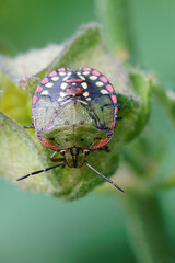 Closeup of a colorful green nymph of the Southern Green Stink Bug, Nezara virudula in the garden