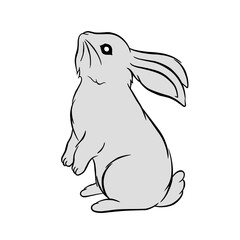 bunny rabbit