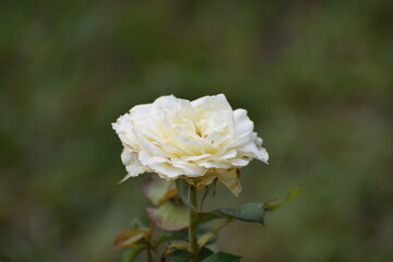 white rose flower