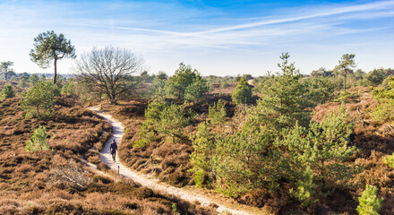 Man on the walking path through the heather dunes of Drents Friese Wold, Netherlands