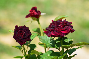 red roses in garden
