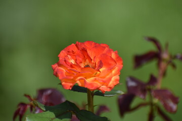 red poppy rose flower