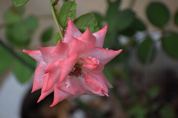 pink rose flower in the garden