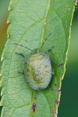 Natural closeup on a nymph , instar of the green shieldbug, Palo
