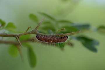 brown caterpillar on a leaf in blurred green background 