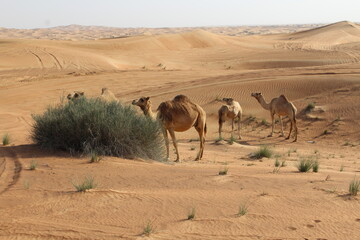 Fototapeta na wymiar camellos y atadecer en el desierto