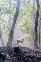 奈良-【奈良公園（飛火野）の鹿】