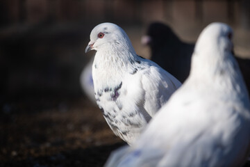 Portrait of huge Roman Pigeon.