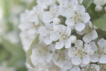 white flowers of apple