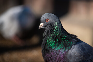 Portrait of huge Roman Pigeon.