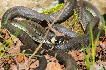 Grass Snakes that winds in the spring sunshine