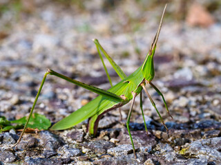 産卵中のショウリョウバッタ
