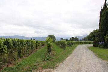 Vineyard in the Marlborough region of the South Island of New Zealand.