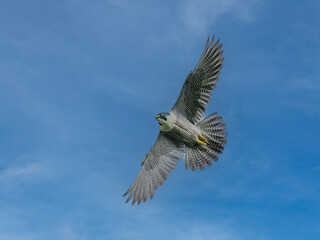 peregrine falcon in flight