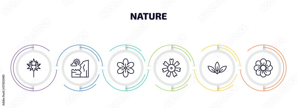 Poster nature infographic element with outline icons and 6 step or option. nature icons such as carnation, 