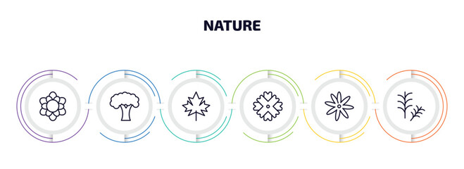 nature infographic element with outline icons and 6 step or option. nature icons such as magnolia, beech, maple, wedelia, sisyrinchium, rosemary vector.