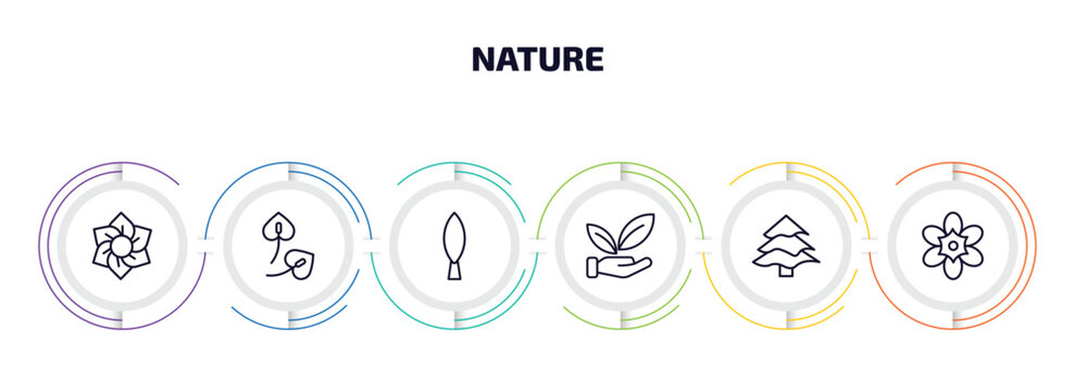 nature infographic element with outline icons and 6 step or option. nature icons such as daffodil, anthurium, cypress, save nature, balsam fir tree, freesia vector.