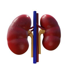 3d rendering of human kidney organ perspective view.png