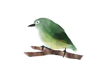 鳥