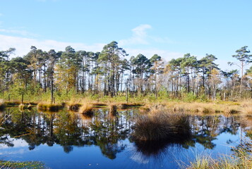 Fototapeta premium Landscape in Autumn in the Fen Pietzmoor, Schneverdingen, Lower Saxony