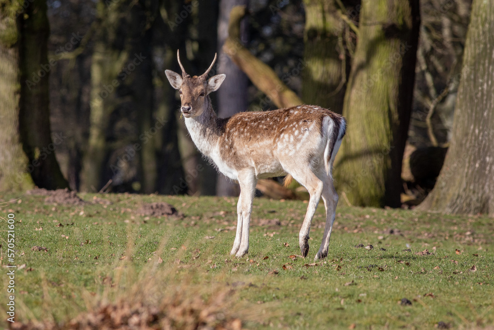 Aufkleber a portrait of a young fallow deer buck as he stands sideways facing forward looking towards the came