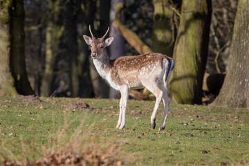 Naklejka na ściany i meble A portrait of a young fallow deer buck as he stands sideways facing forward looking towards the camera. Set against a natural background of trees