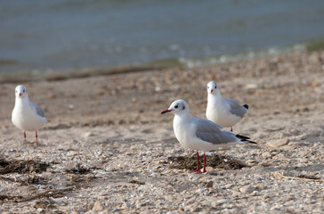 Seagulls on sea beach