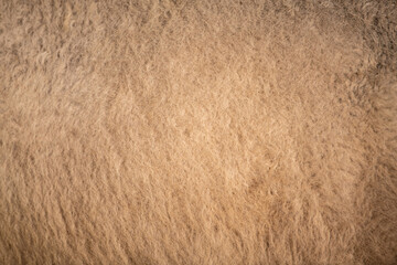 Closeup detail of American Bison (Bison bison) fur texture.
