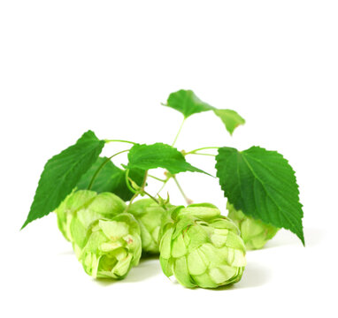 Blossoming hop with leaves